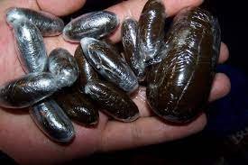 Buy Moroccan Hash Eggs Online – Premium Imported Moroccan Hashish